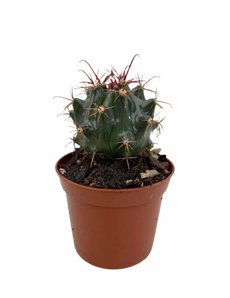 Cleistocactus baumannii Plant for Sale-Succulent Plants|Mondo Piante