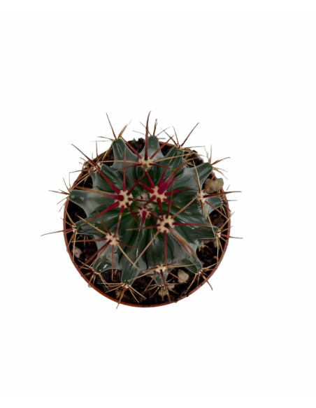 Vendita Euphorbia horrida | Il Cactus Africano Azzurro | MondoPiante