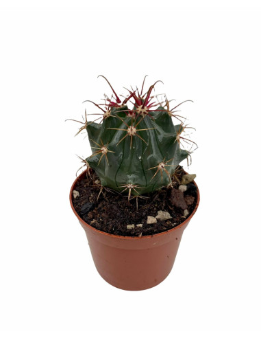 Vendita Euphorbia horrida | Il Cactus Africano Azzurro | MondoPiante