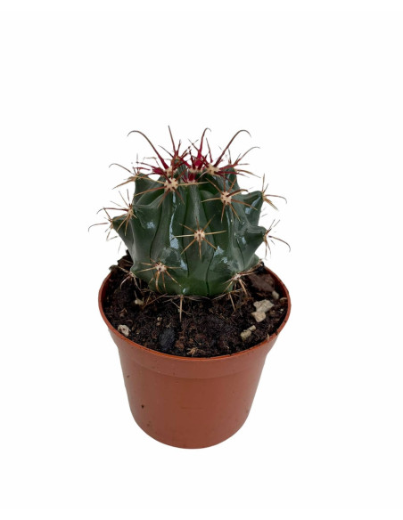 Vendita Euphorbia horrida | Il Cactus Africano Azzurro | MondoPiante