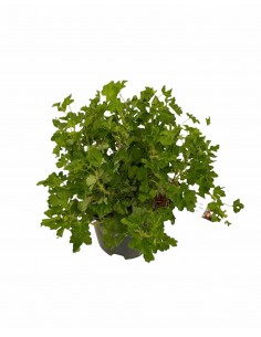 Pianta di Uva Spina 2