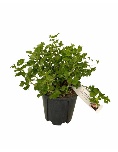 Vendita Pianta di Uva Spina- Alberi da Frutto Online| Mondo Piante