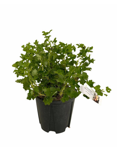 Vendita Pianta di Uva Spina- Alberi da Frutto Online| Mondo Piante