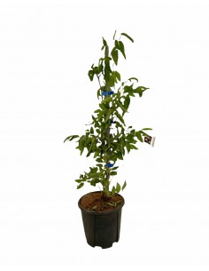 Albero di Giuggiolo di 2...