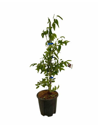 Albero di Giuggiolo 2 Anni | Piante da Frutto | Mondo Piante