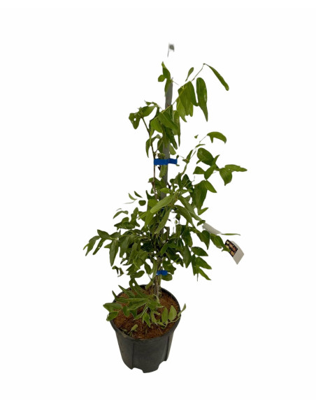 Albero di Giuggiolo 2 Anni | Piante da Frutto | Mondo Piante