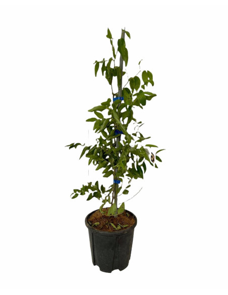 Albero di Giuggiolo 2 Anni | Piante da Frutto | Mondo Piante