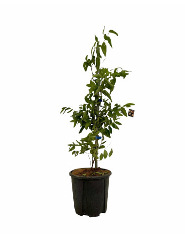 Albero di Giuggiolo 2 Anni | Piante da Frutto | Mondo Piante