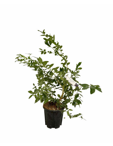 Pianta di Mirtillo Vaso 16cm | Mondo Piante