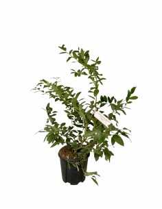 Pianta di Mirtillo Vaso 16cm 2