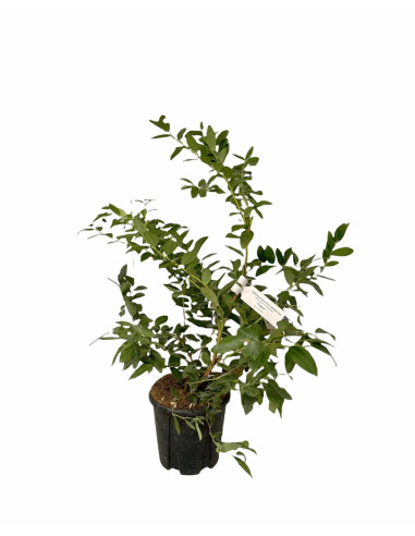 Vendita Pianta Mirtillo 16cm - Alberi da Frutto Online| Mondo Piante