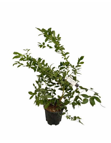 Pianta di Mirtillo Vaso 16cm | Mondo Piante