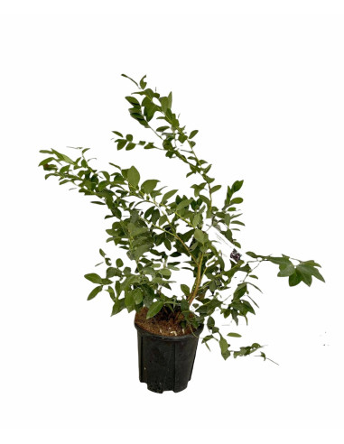 Vendita Pianta Mirtillo 16cm - Alberi da Frutto Online| Mondo Piante