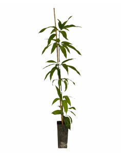 Pianta di Mango 3 Anni | Mondo Piante