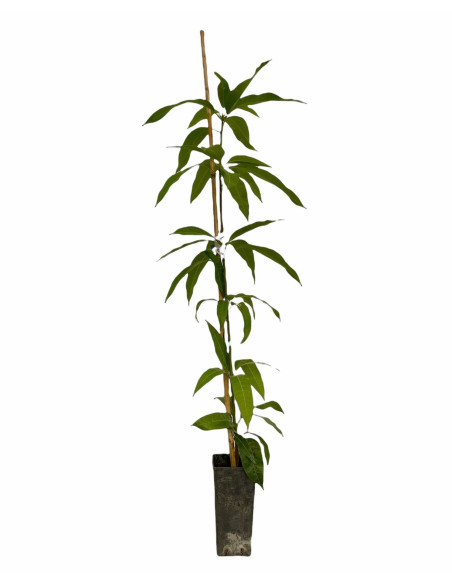 Pianta di Mango 3 Anni | Mondo Piante