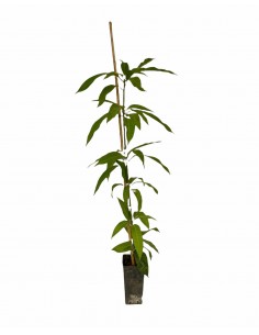 Albero di Mango 2