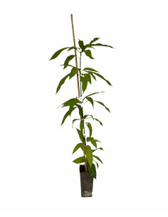 Pianta di Mango 3 Anni | Mondo Piante 2