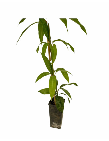 Pianta di Mango 3 Anni | Mondo Piante