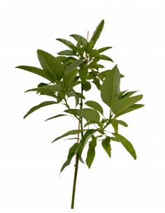Albero di Avocado 4 Anni,... 2