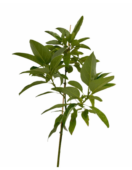 Albero di Avocado 2/3 Anni | Piante Tropicali | Mondo Piante