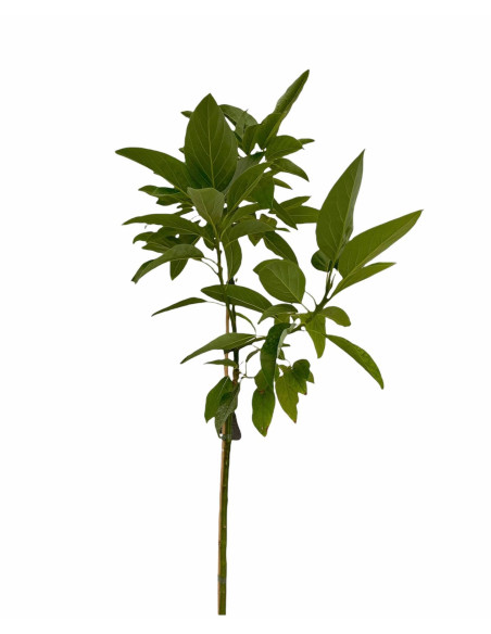 Albero di Avocado 2/3 Anni | Piante Tropicali | Mondo Piante
