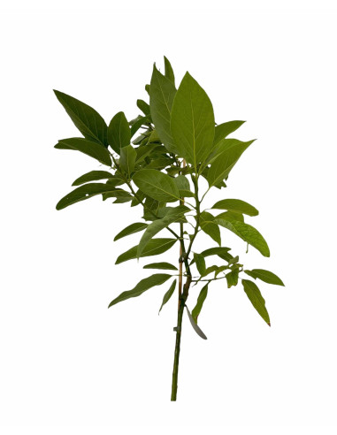 Albero di Avocado 2/3 Anni | Piante Tropicali | Mondo Piante