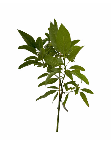 Albero di Avocado 2/3 Anni | Piante Tropicali | Mondo Piante