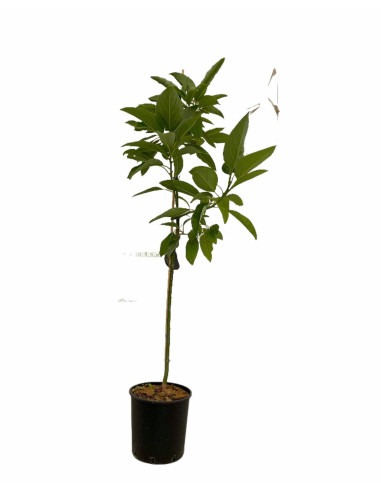 Albero di Avocado 2/3 Anni | Piante Tropicali | Mondo Piante