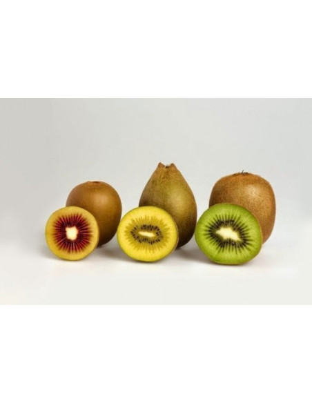 Pianta di Kiwi a Polpa Gialla Vaso 16cm | Piante da Frutto | Mondo Piante