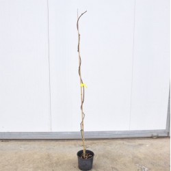 Albero del Kiwi a polpa... 2