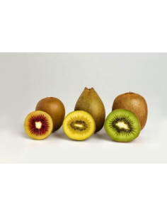 Pianta di Kiwi a Polpa Rossa Vaso 16cm | Piante da Frutto | Mondo Piante