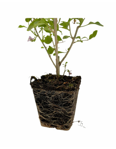 Vendita Pianta Goji - Piante Aromatiche Online| Vivaio Mondo Piante