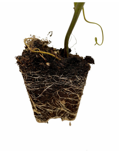 Vendita Pianta Passiflora Edulis-Piante Rampicanti Online|Mondo Piante