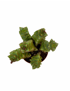 Vendita Pianta Grassa Crassula Perforata | MondoPiante 2