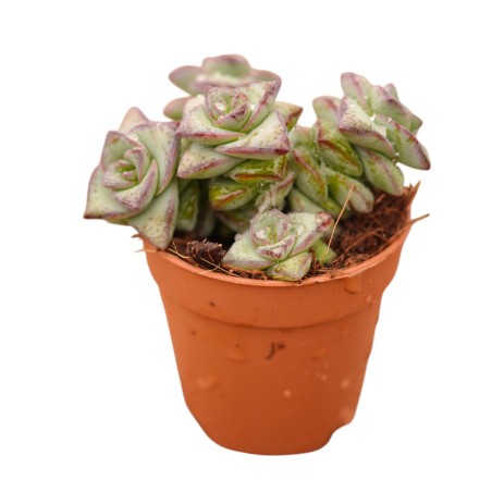 Crassula Perforata Plant for Sale-Succulent Plants|Mondo Piante