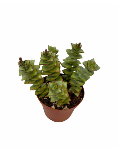 Vendita Pianta Grassa Crassula Perforata | MondoPiante