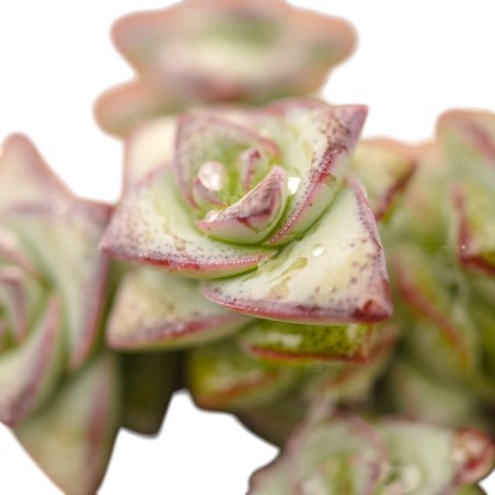 Crassula Perforata Plant for Sale-Succulent Plants|Mondo Piante