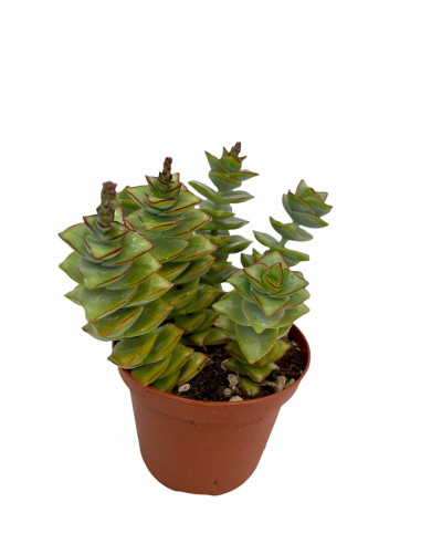 Vendita Pianta Grassa Crassula Perforata | MondoPiante