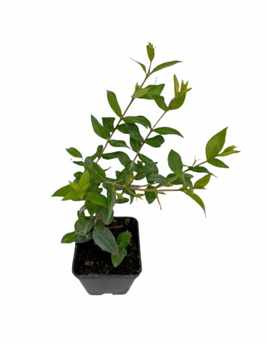 Abelia Plant for Sale - Bush Plants Online | Mondo Piante