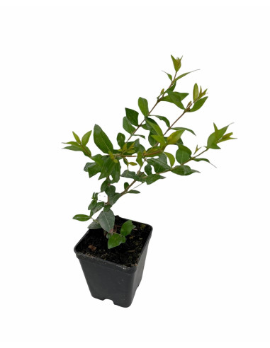 5 Piante di Abelia in Vaso 7cm-Piante Da Cespuglio Online|Mondo Piante