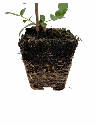 5 Piante di Abelia in Vaso 7cm-Piante Da Cespuglio Online|Mondo Piante