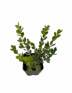 Buxus Faulkner Plant jar 7cm