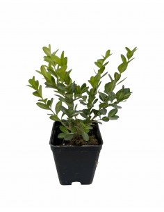5 Piante di Buxus Faulkner... 2