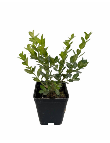 5 Piante di Buxus Faulkner in Vaso 7cm- Vendita Siepi|Mondo Piante