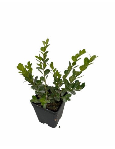 5 Piante di Buxus Sempervirens Vaso 7cm-Piante Da Siepe|Mondo Piante