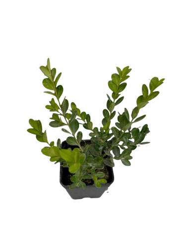 Pianta di Buxus Rotundifolia Vaso 7cm-Piante Da Siepe | Mondo Piante