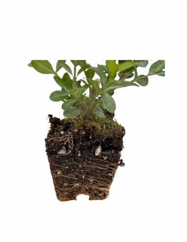 Pianta di Buxus Rotundifolia Vaso 7cm-Piante Da Siepe | Mondo Piante