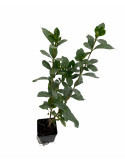 5 Piante di Gardenia Kimberly Vaso 7cm-Eleganza e Profumo