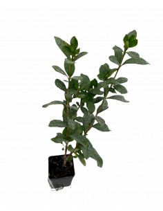 5 Piante di Gardenia...