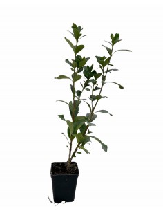 Gardenia Kimberly Plant... 2